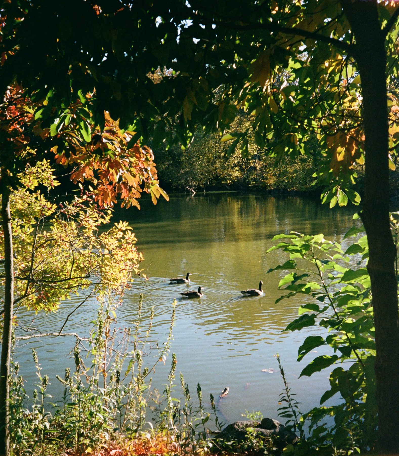Three geese on a pond framed by autumn leaves
