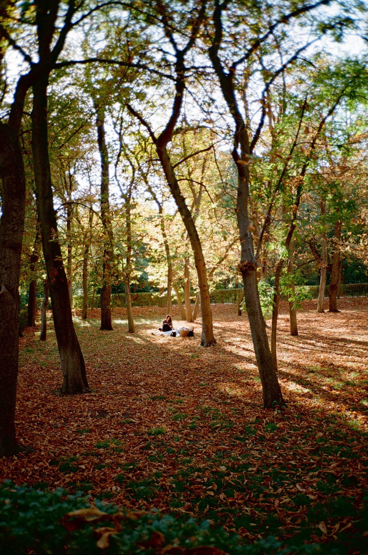 A woman alone on a blanket in a sunlit clearing of fallen autumn leaves