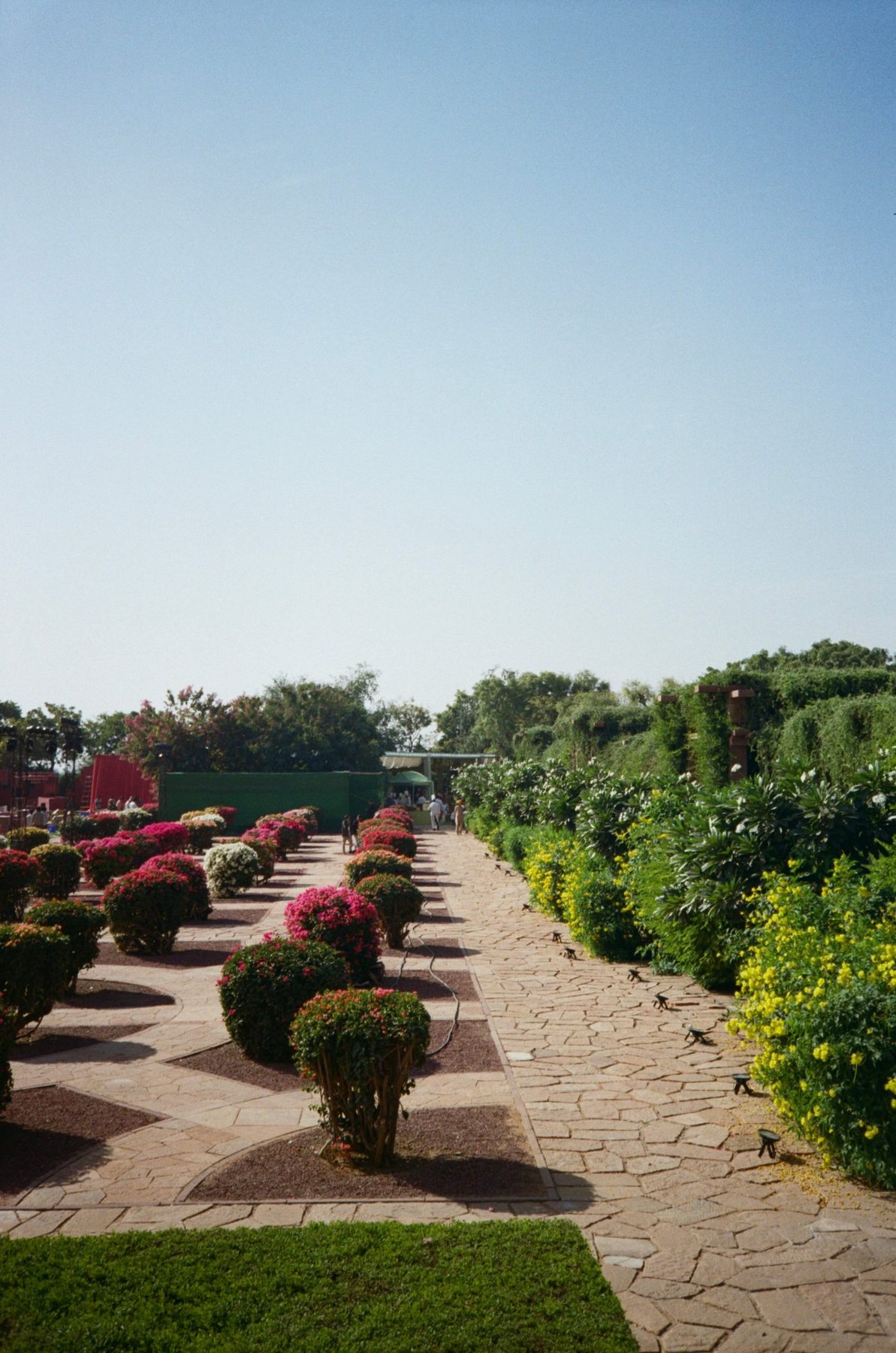 A garden walk lined with clipped bougainvillea in pink and white