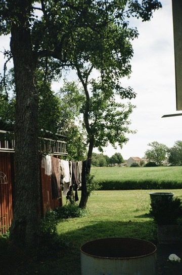 Laundry drying beside a red barn under an old tree