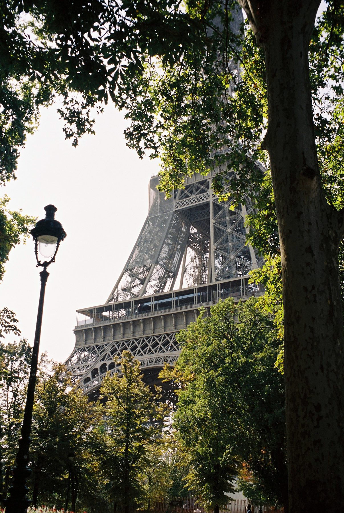The Eiffel Tower seen through plane trees beside an old street lamp
