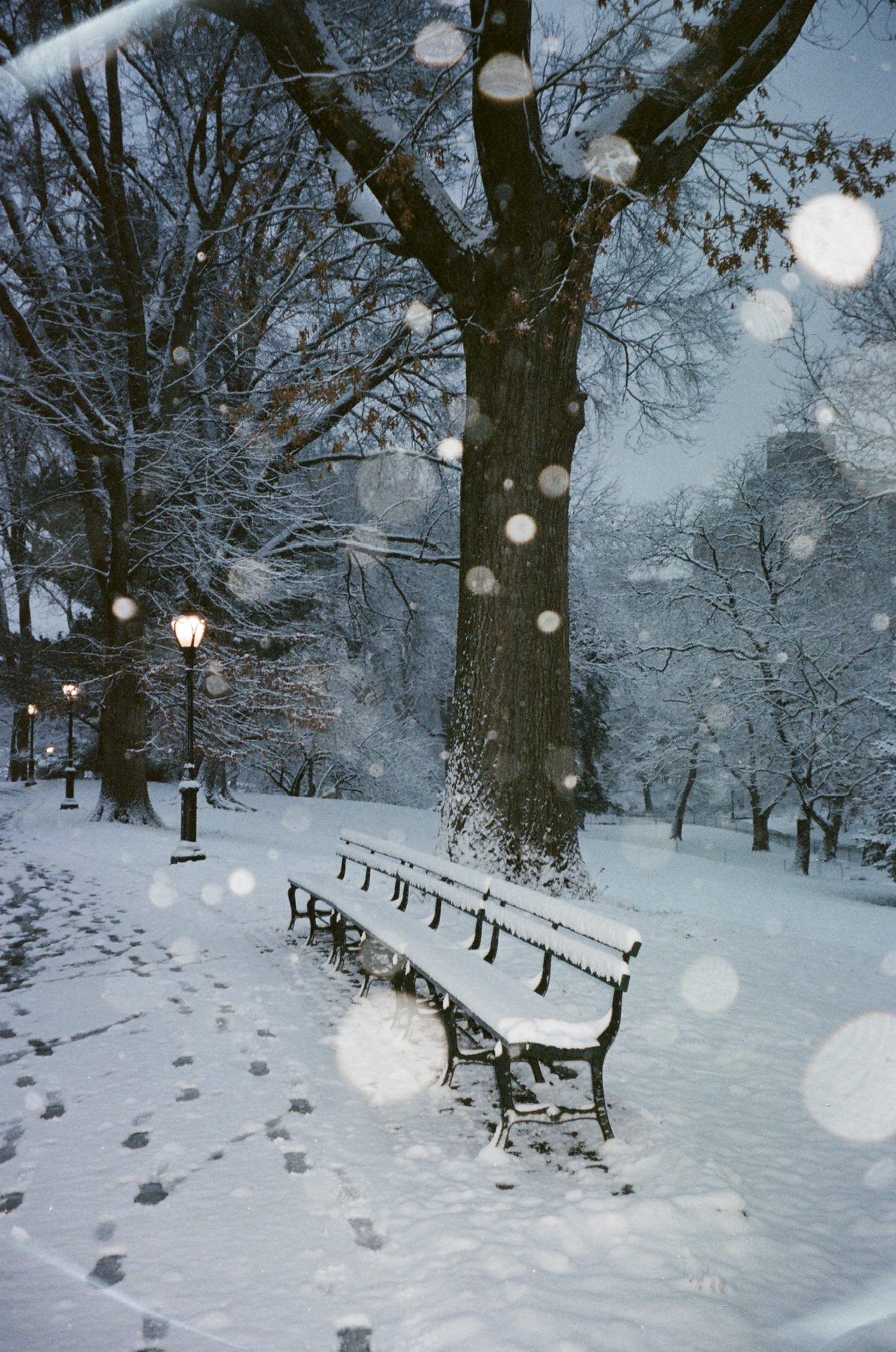 An empty snow-covered bench under a great oak, lamps glowing along the path as snow falls