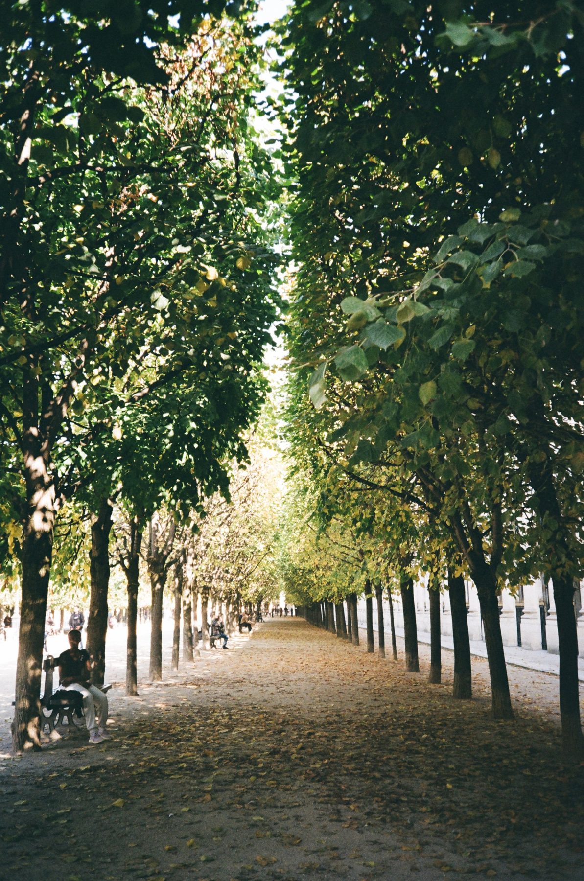 A shaded alley of linden trees in the Palais-Royal garden