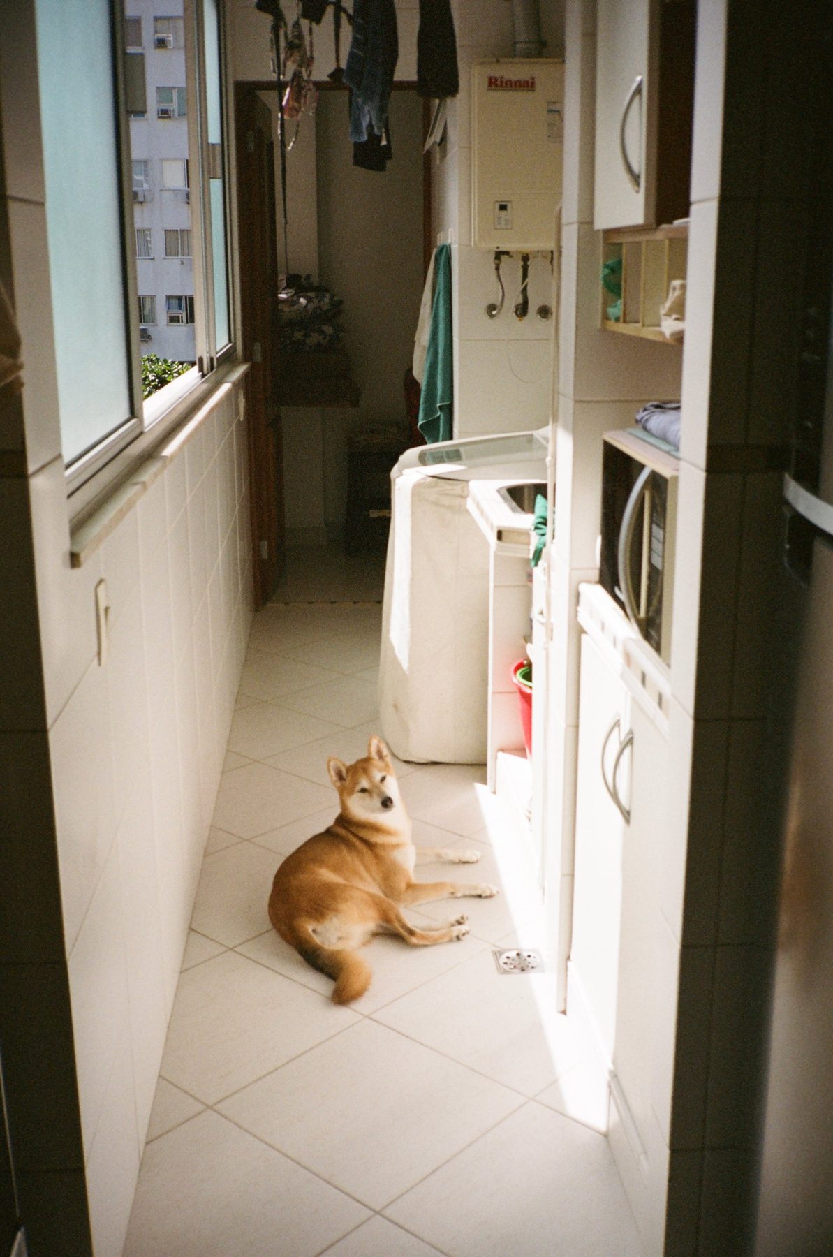 A shiba resting in a patch of sun on a tiled laundry-room floor