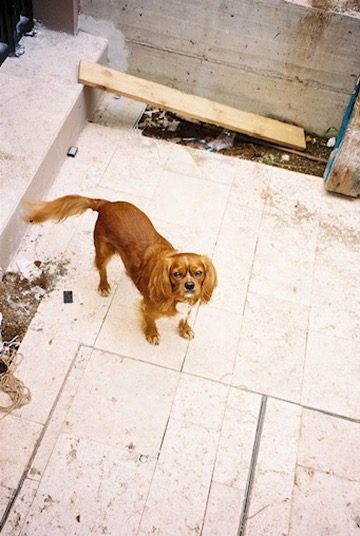 A ruby spaniel looking up on a pale stone terrace