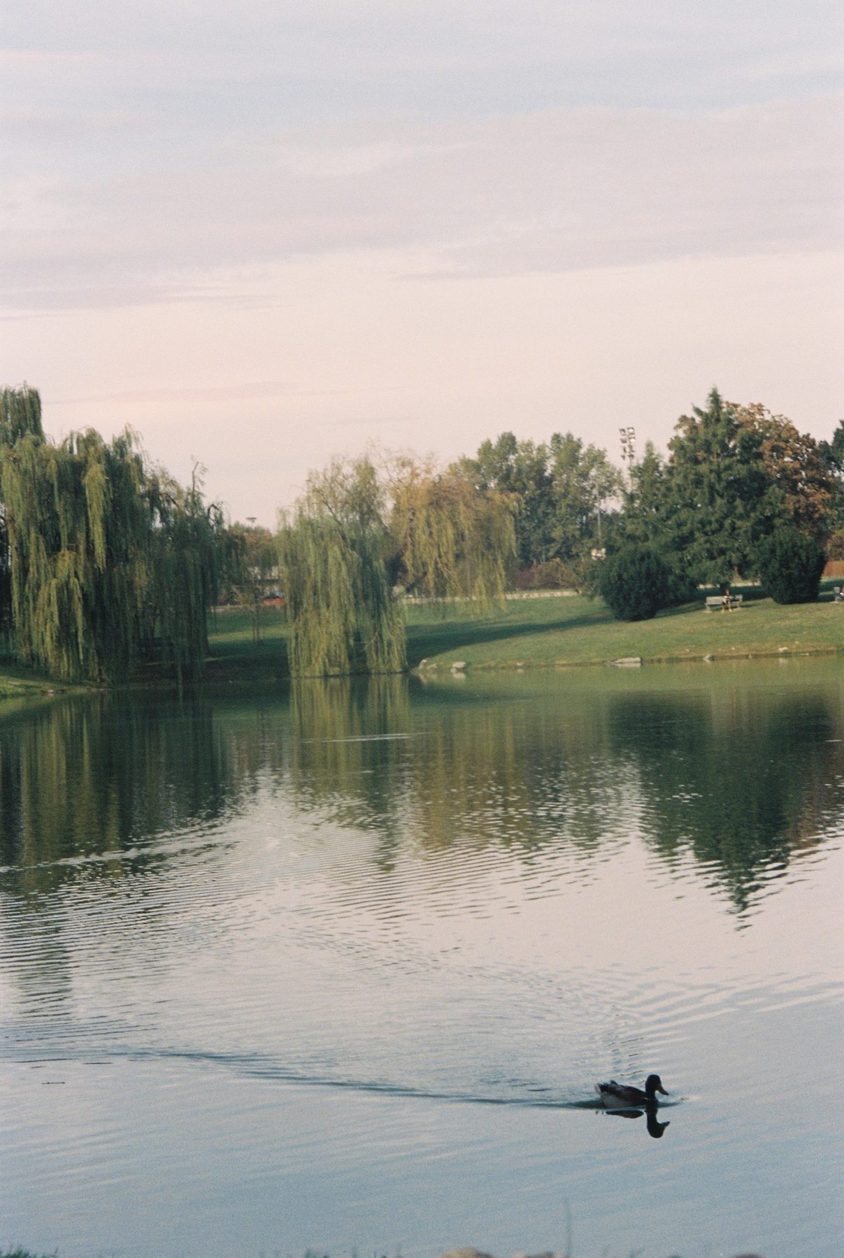 A single duck drifting across a pale lake at dusk