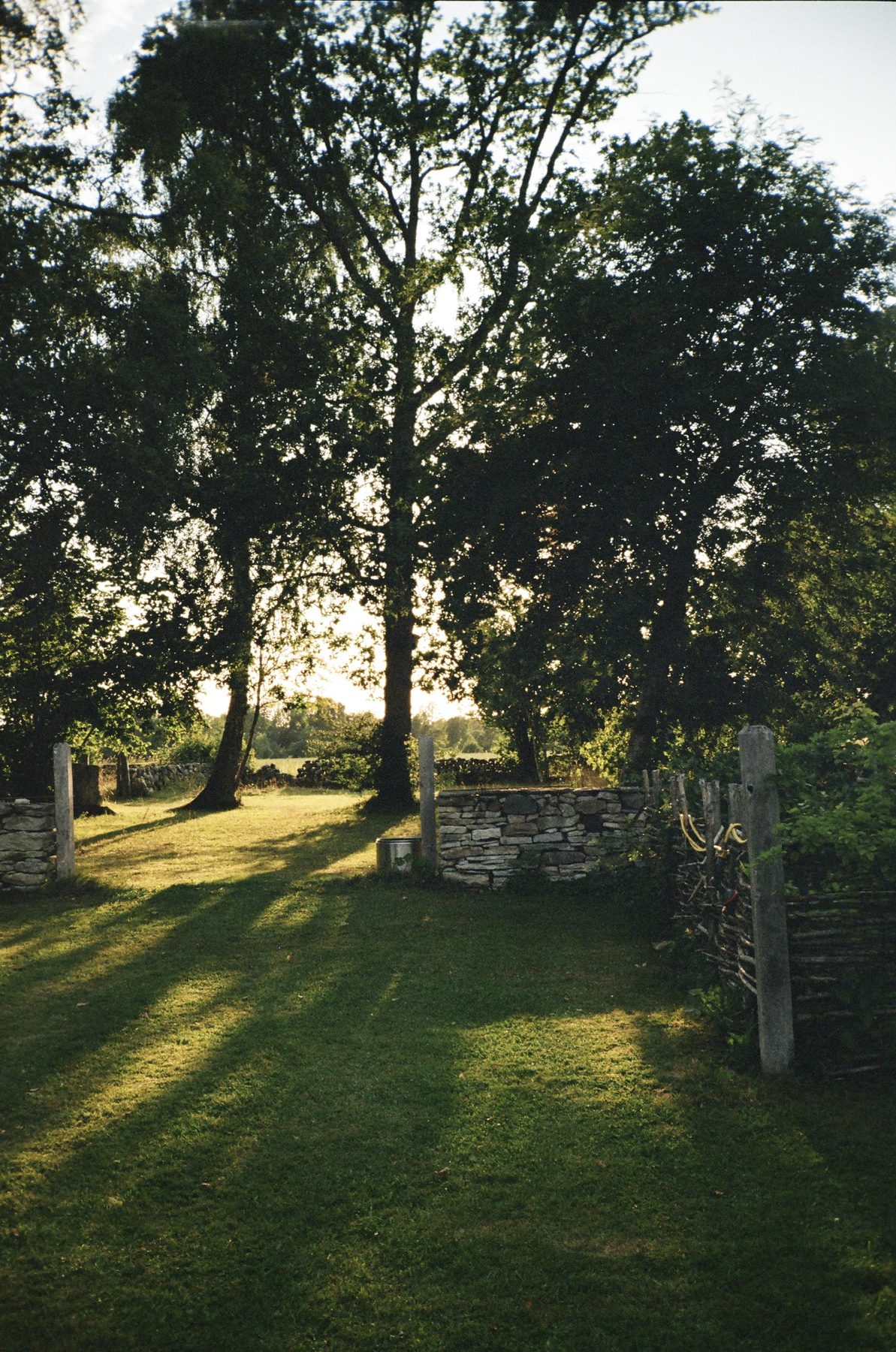 Low sun through tall trees across a lawn and dry-stone walls
