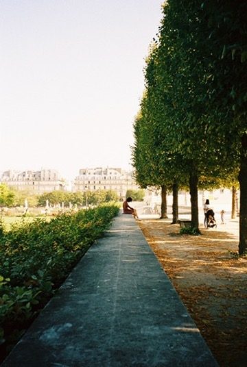 A shaded path between clipped trees in the Tuileries