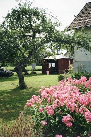 Pink phlox in a garden below an old apple tree