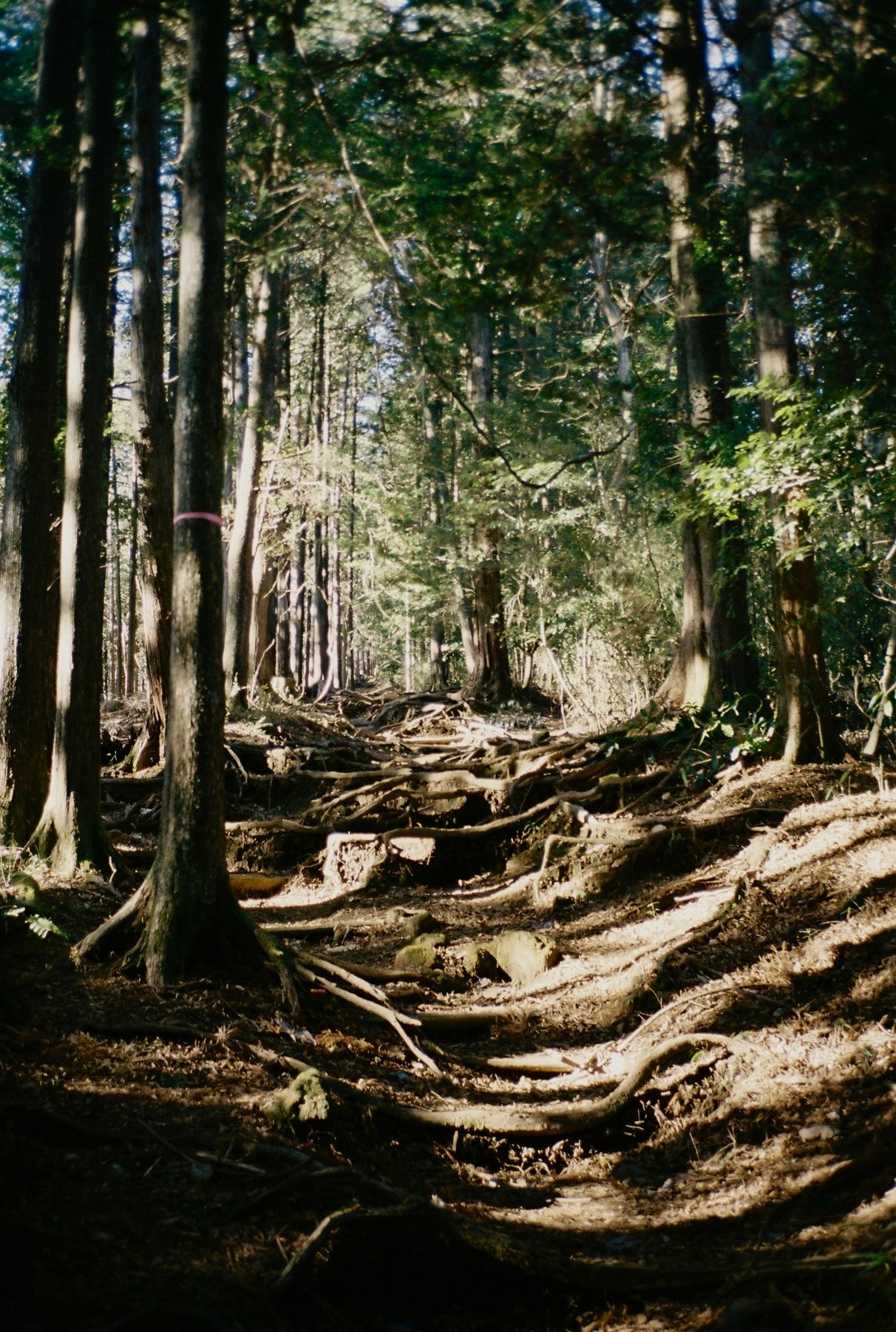 A cedar forest trail laced with roots in dappled light