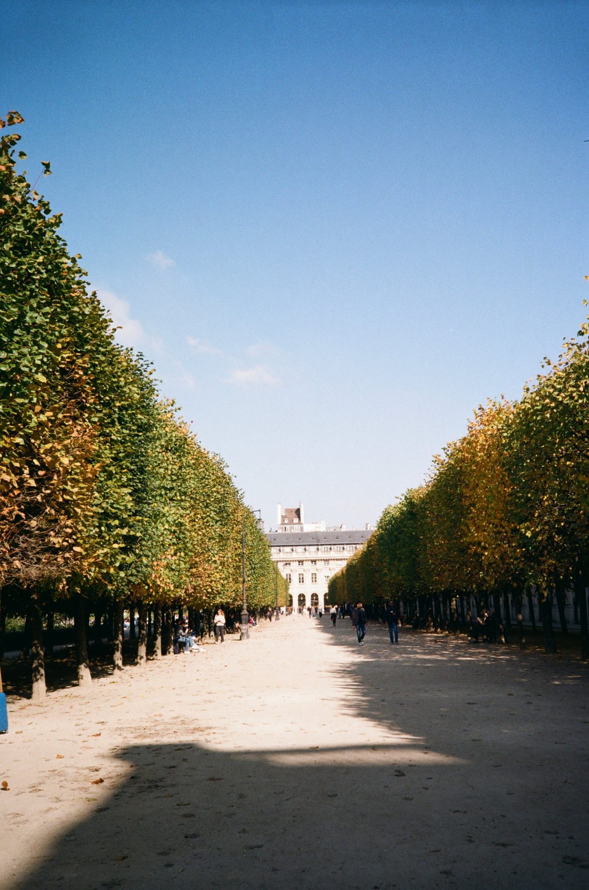 Clipped trees turning gold under a deep blue sky in the Palais-Royal garden