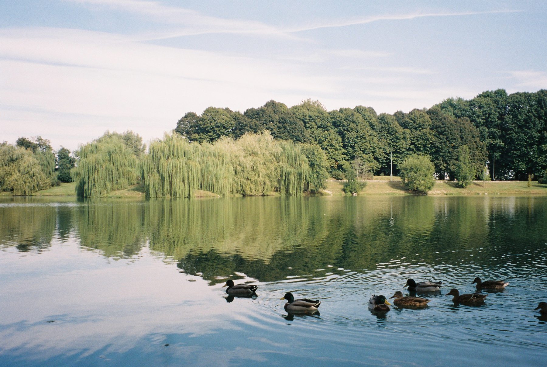 Mallards crossing a still lake lined with weeping willows