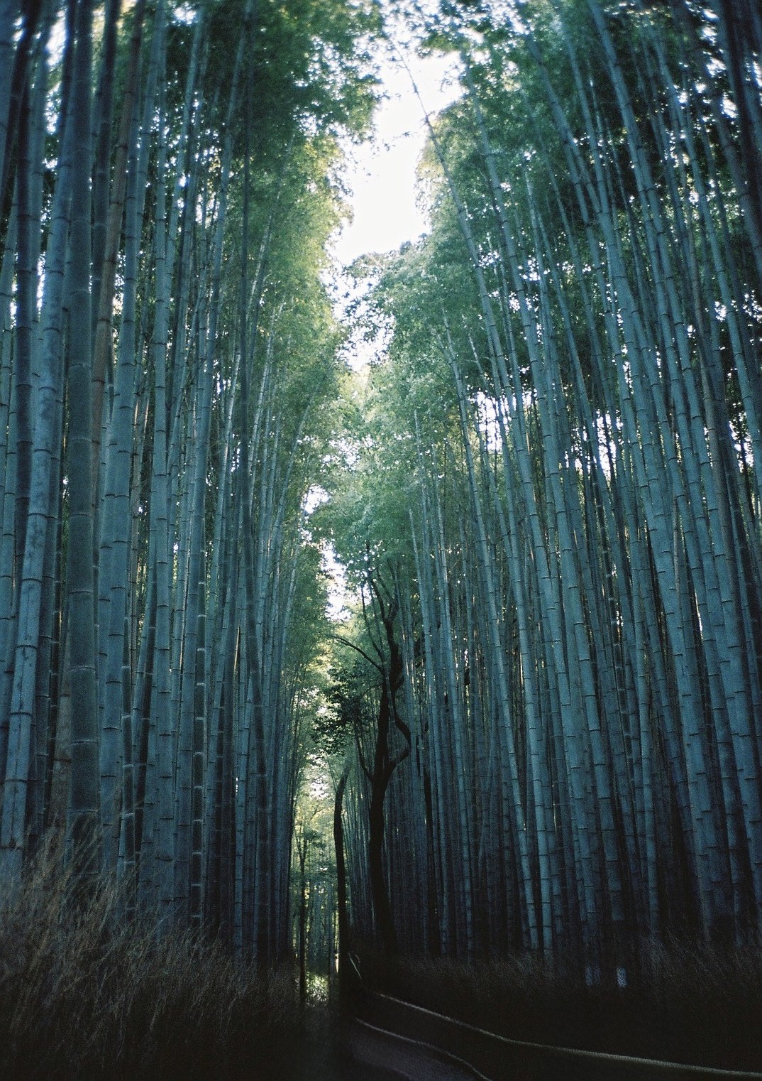 Towering blue-green bamboo rising toward a pale sky