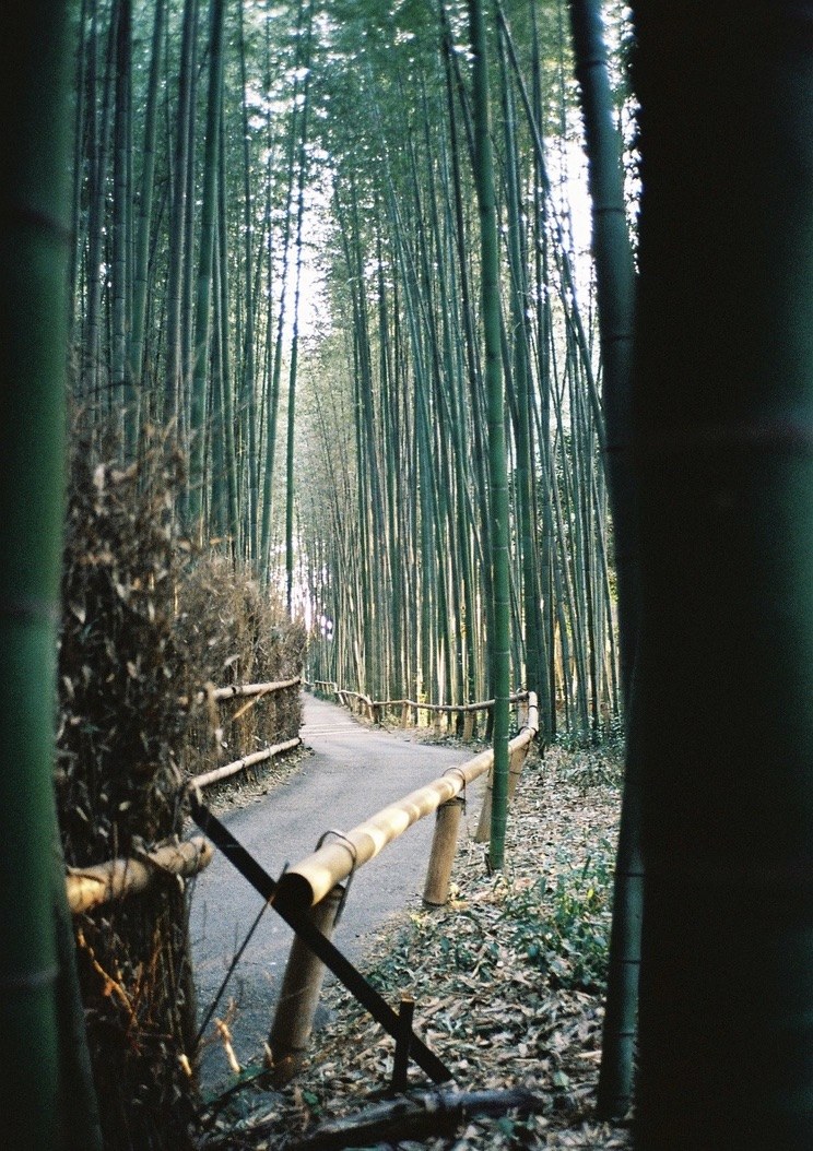A path curving through the Arashiyama bamboo grove, framed by stalks