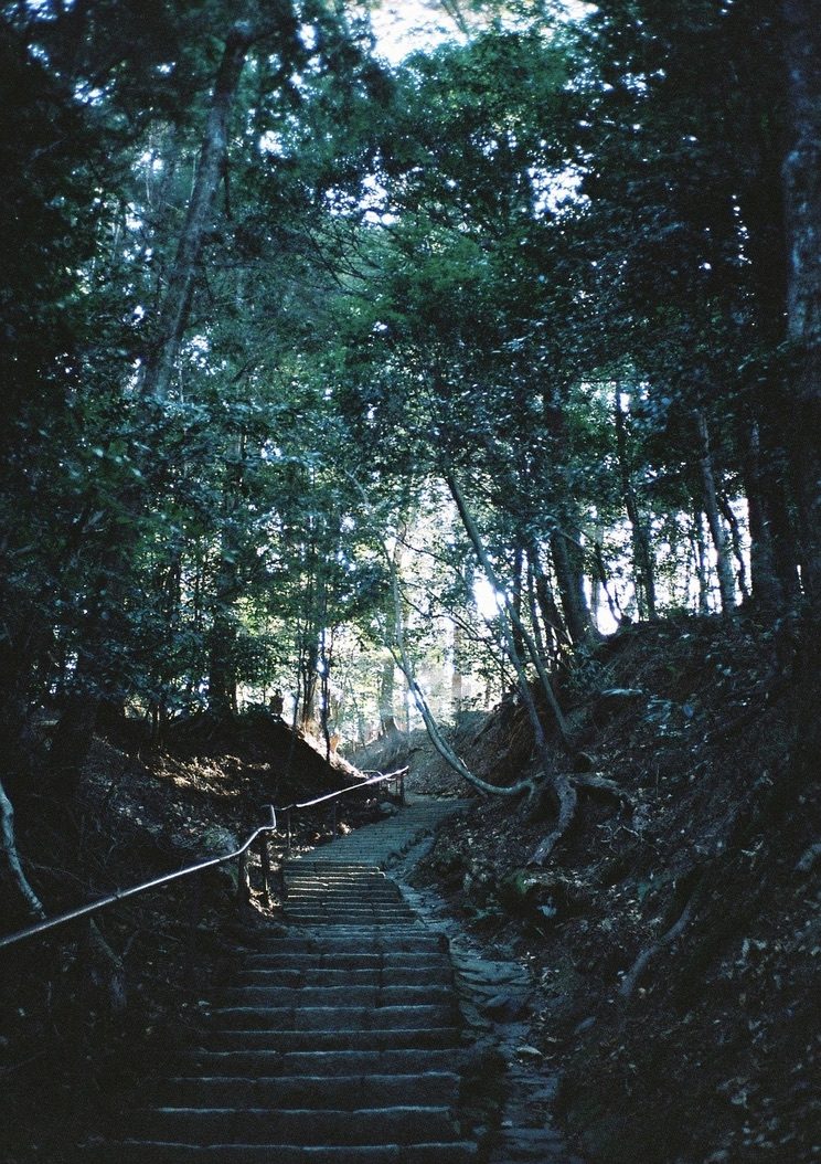 Stone steps climbing through a dark forest toward light