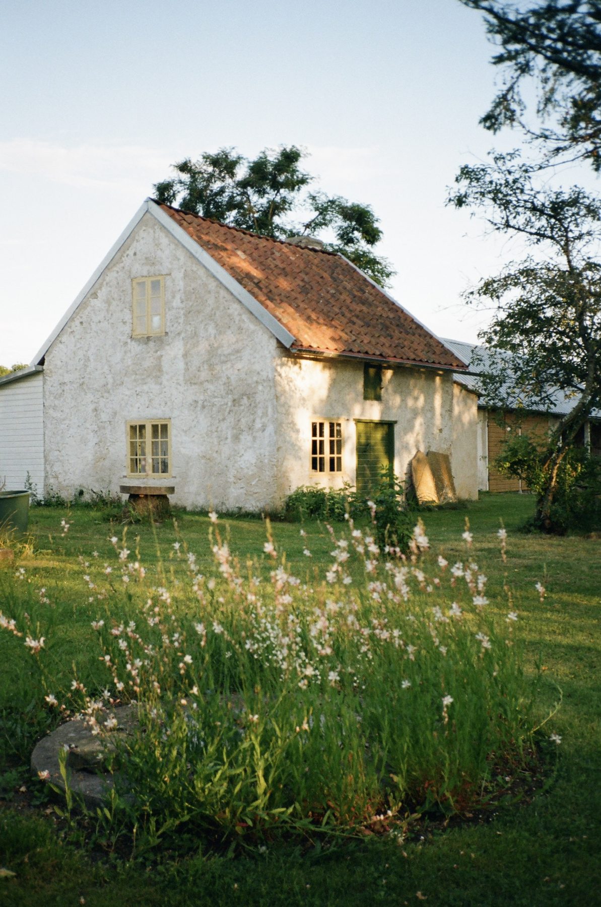 A white lime-washed cottage with a tiled roof behind wild gaura flowers