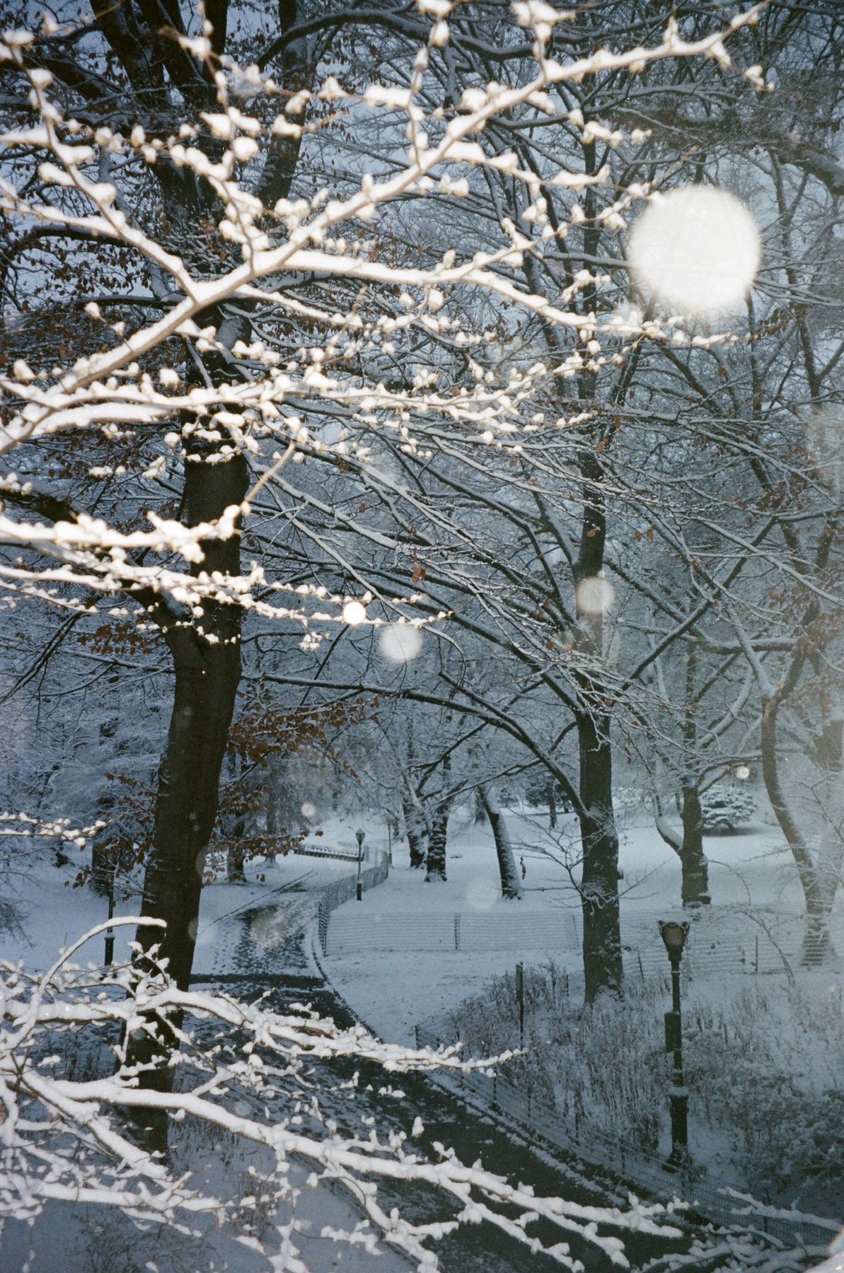 Snow-laden branches over a winding park path and lamppost