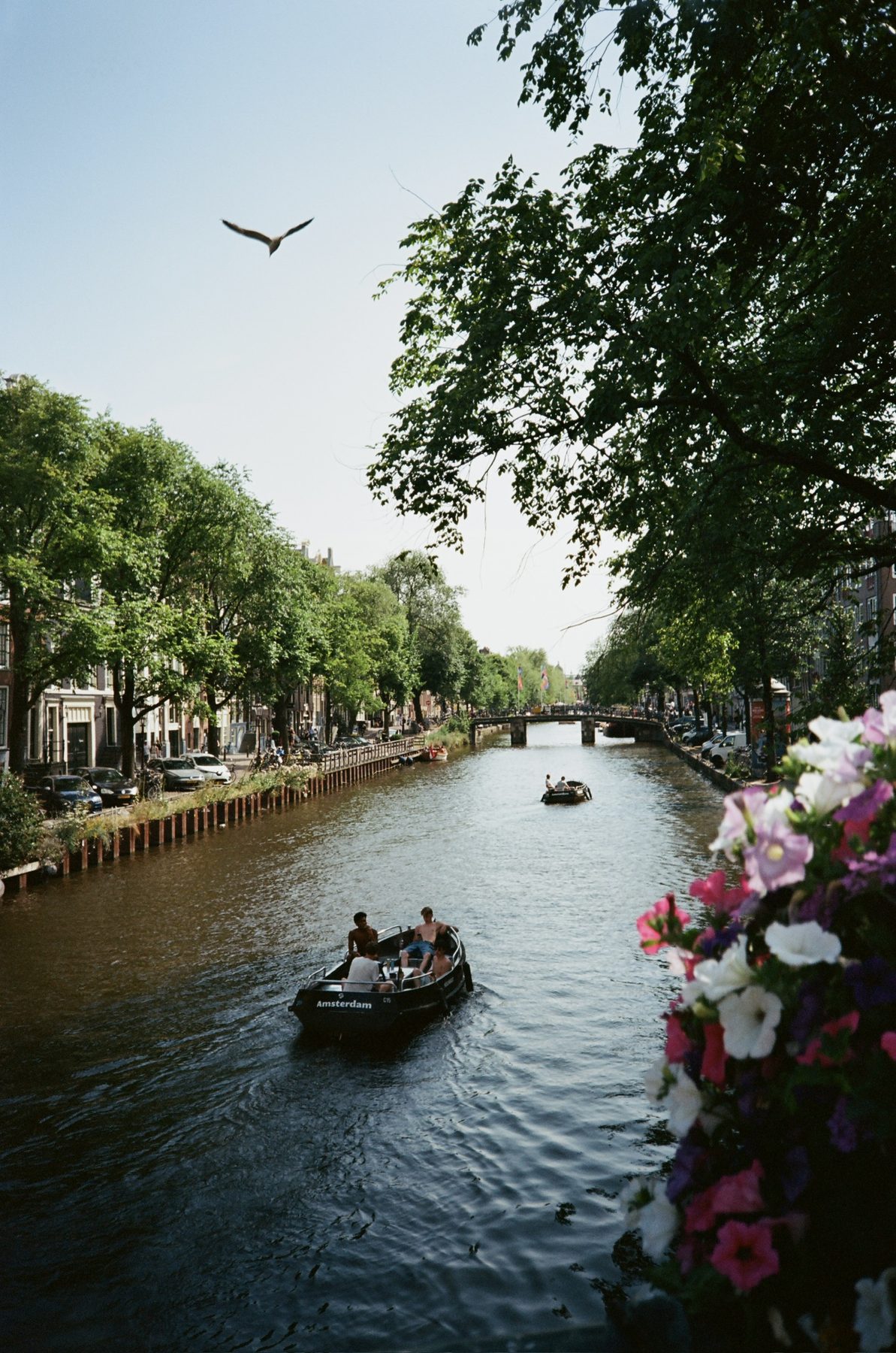 A canal boat gliding under green trees in Amsterdam, a gull overhead and petunias in the foreground