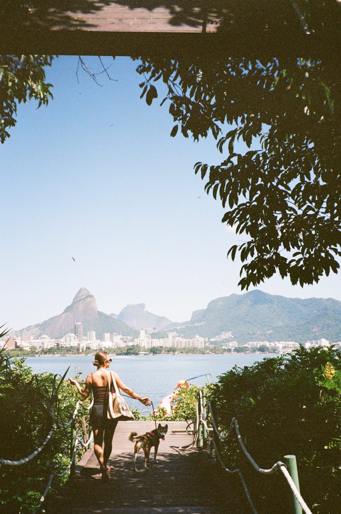 A woman walking a shiba down to the lagoon, framed by leaves